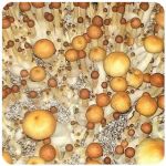 Псилоцибиновые (галлюциногенные)  грибы Psilocybin "Golden Teacher" в Острове