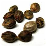 Семена марихуаны АК-47  (Seeds AK-47) в Острове